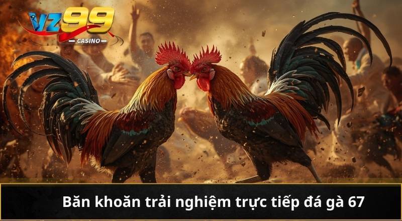 Trực Tiếp Đá Gà 67 Vz99 - Giải Trí Gay Cấn Từng Phút 4 Băn khoăn trải nghiệm trực tiếp đá gà 67