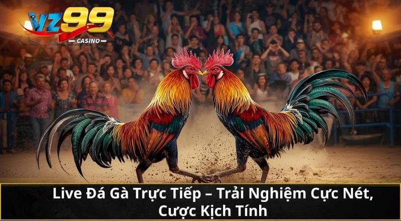 Live Đá Gà Trực Tiếp - Trải Nghiệm Cực Nét, Cược Kịch Tính 4 Live Đá Gà Trực Tiếp - Trải Nghiệm Cực Nét, Cược Kịch Tính