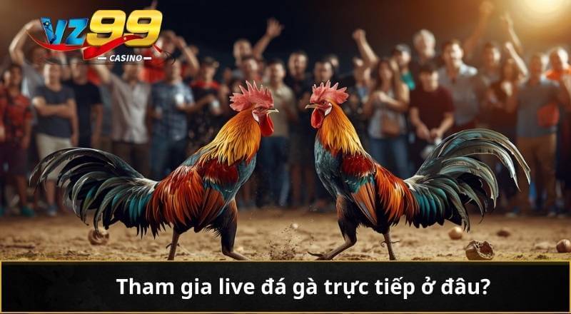 Tham gia live đá gà trực tiếp ở đâu?