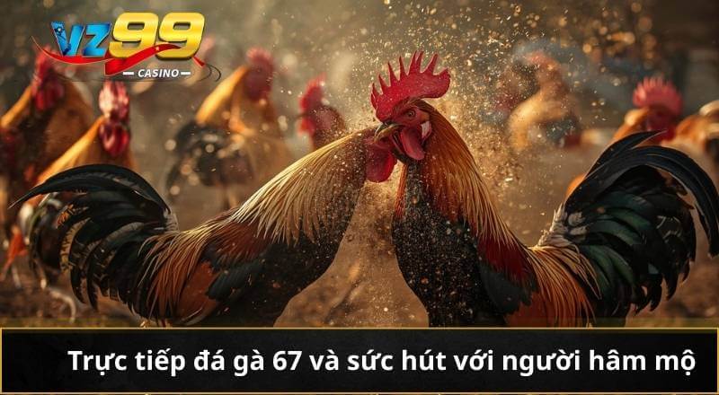 Trực Tiếp Đá Gà 67 Vz99 - Giải Trí Gay Cấn Từng Phút 2 Trực tiếp đá gà 67 và sức hút với người hâm mộ
