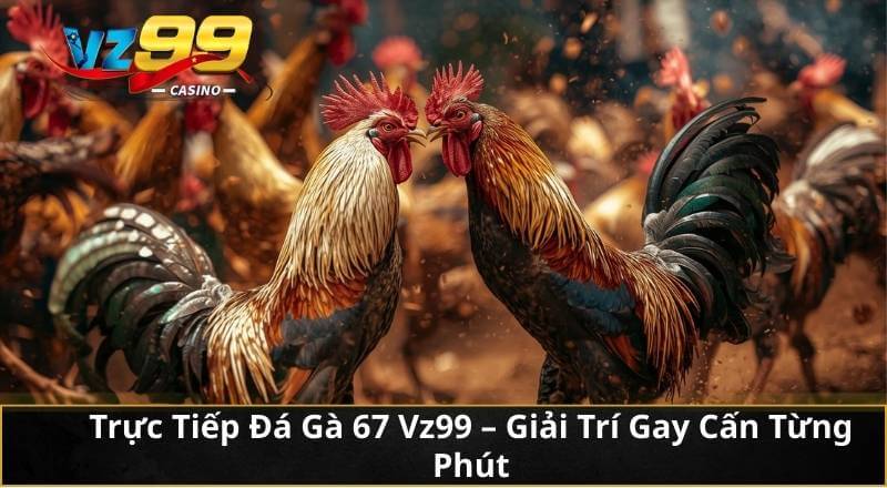 Trực Tiếp Đá Gà 67 Vz99 - Giải Trí Gay Cấn Từng Phút 3 Trực Tiếp Đá Gà 67 Vz99 - Giải Trí Gay Cấn Từng Phút